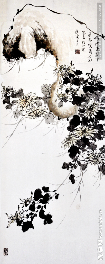 秋日白菊