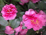 茶花