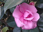 茶花