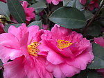 茶花