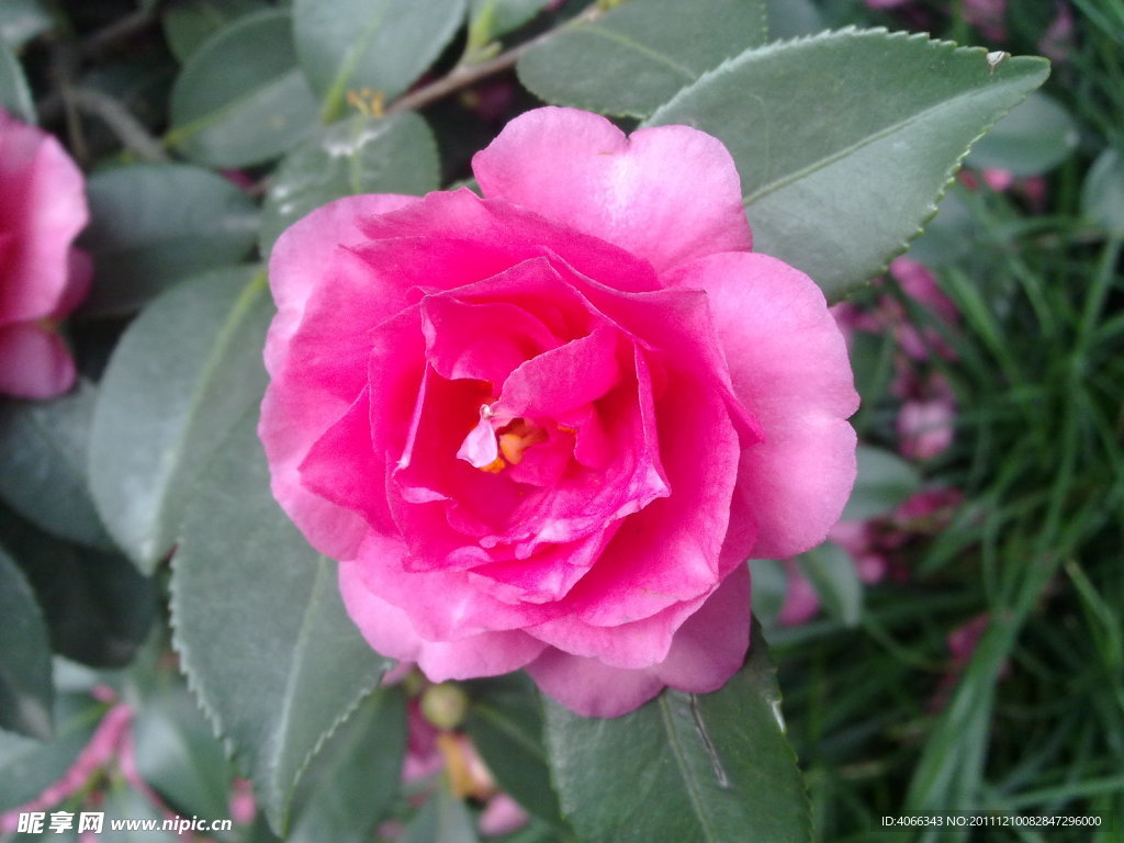 茶花