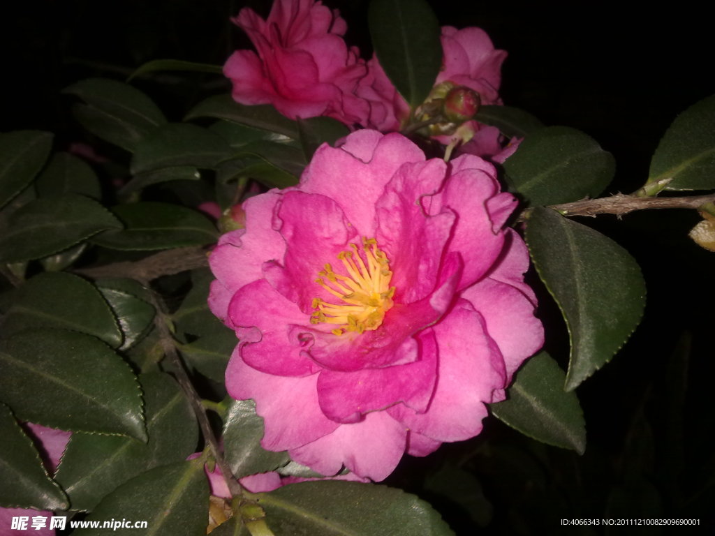 茶花
