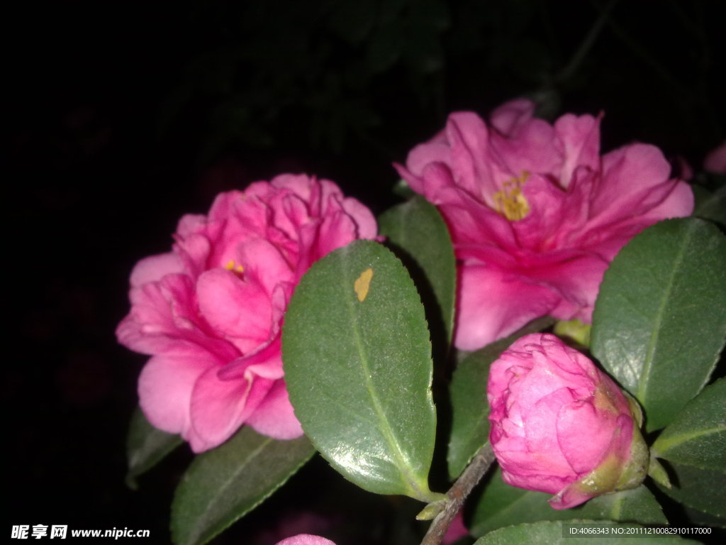 茶花
