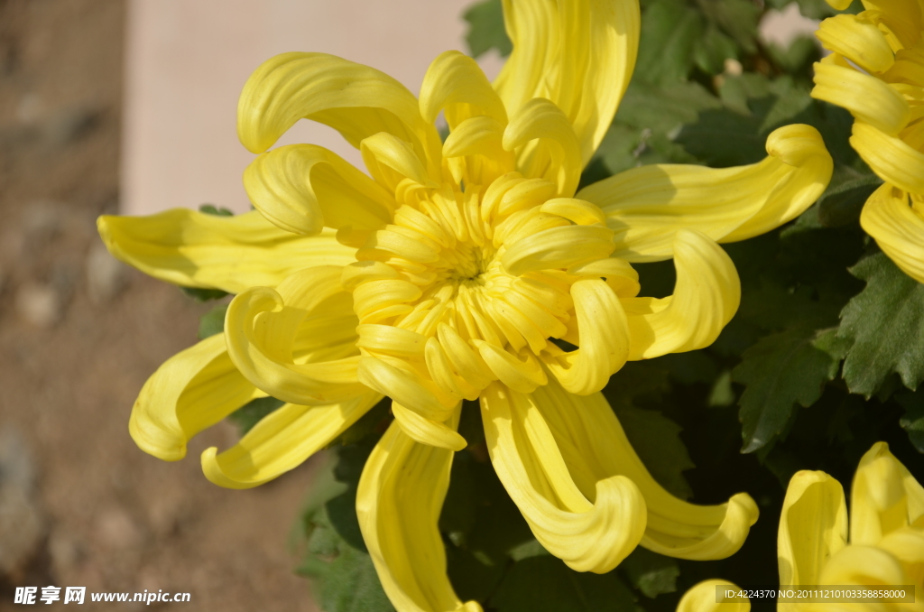 菊花