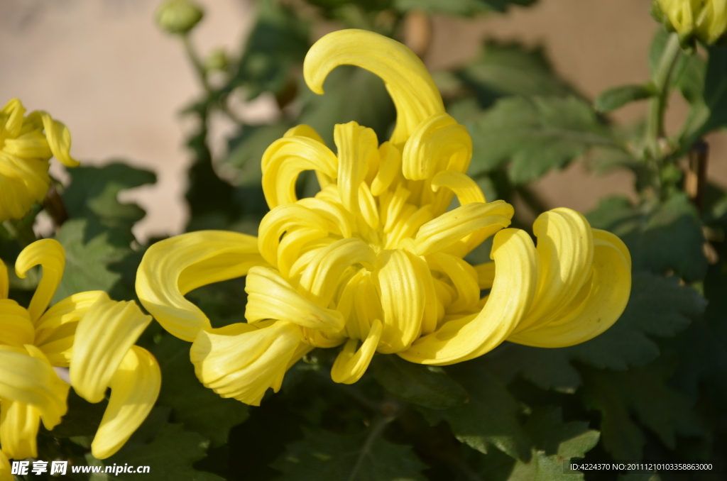 菊花