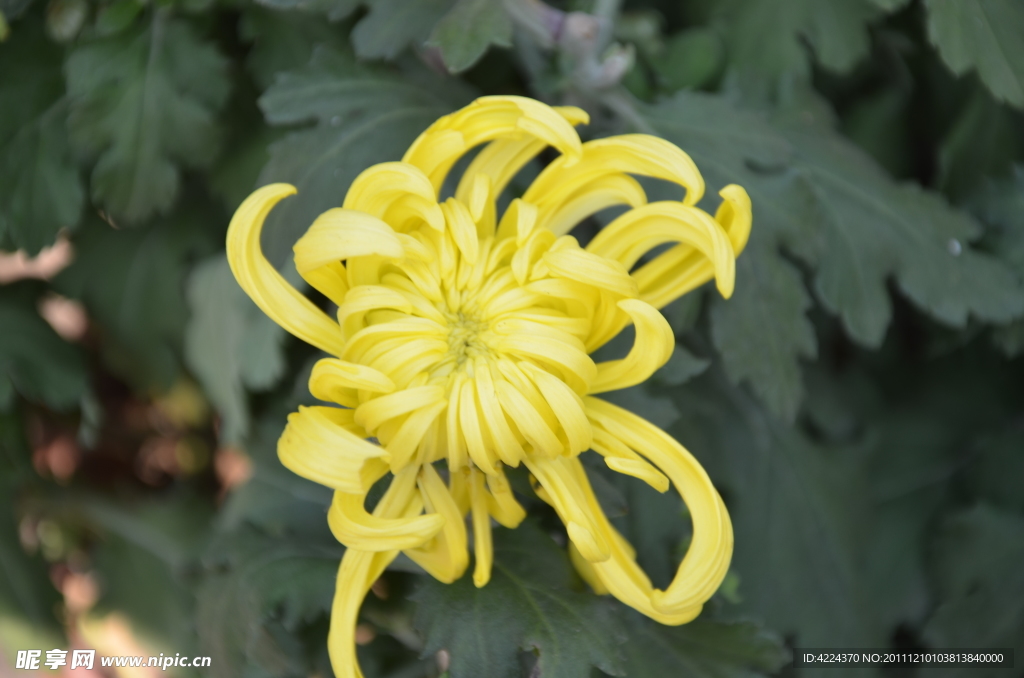 菊花