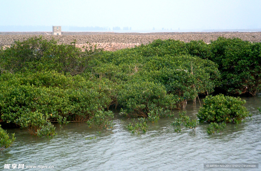 海水浸淹红树林