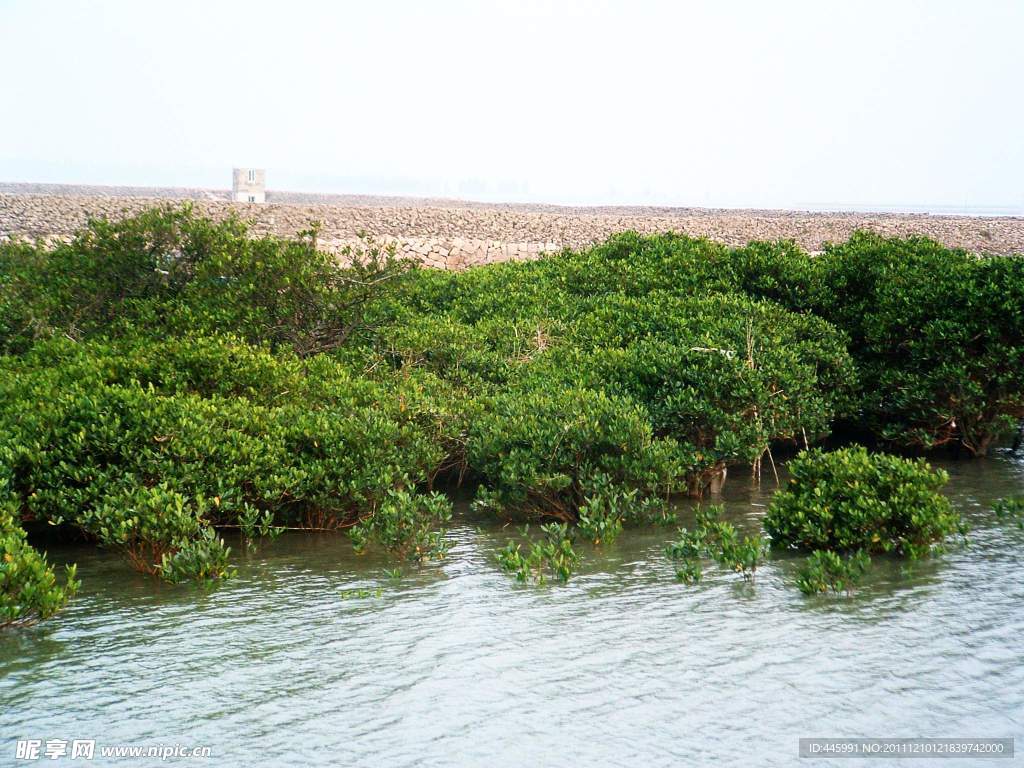 海水浸淹 中国最北 红树林