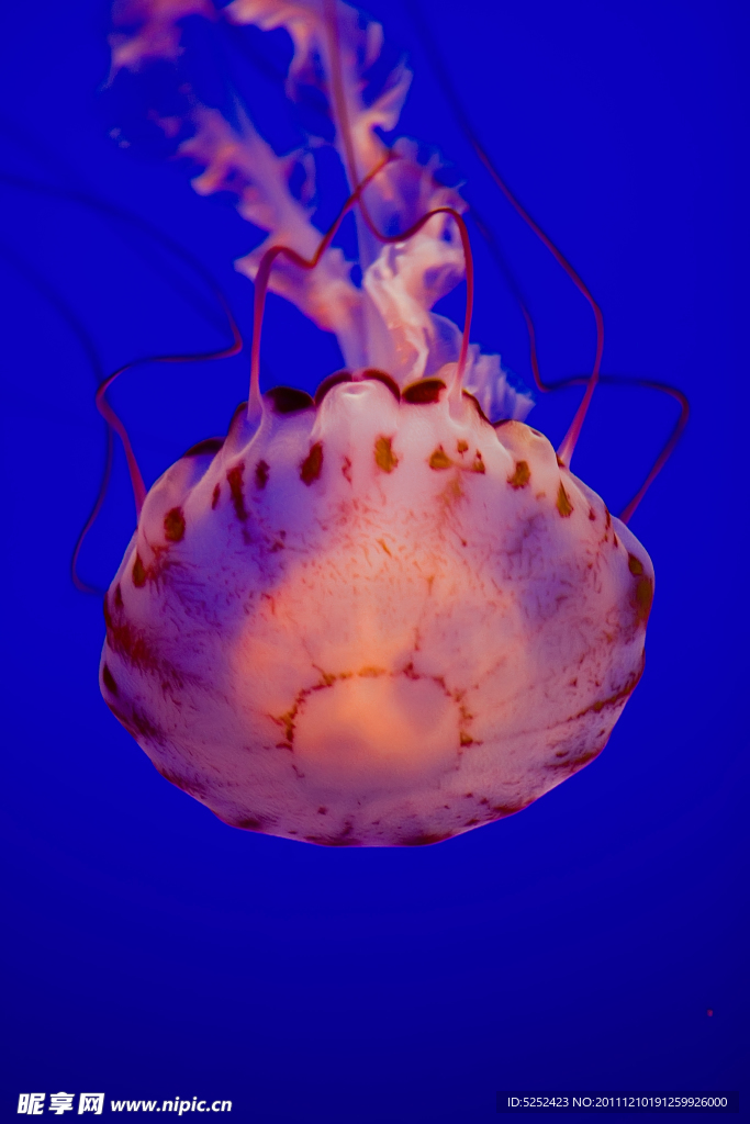 水母