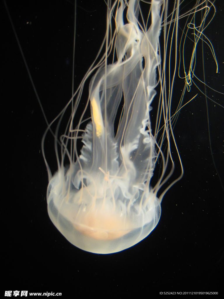 水母