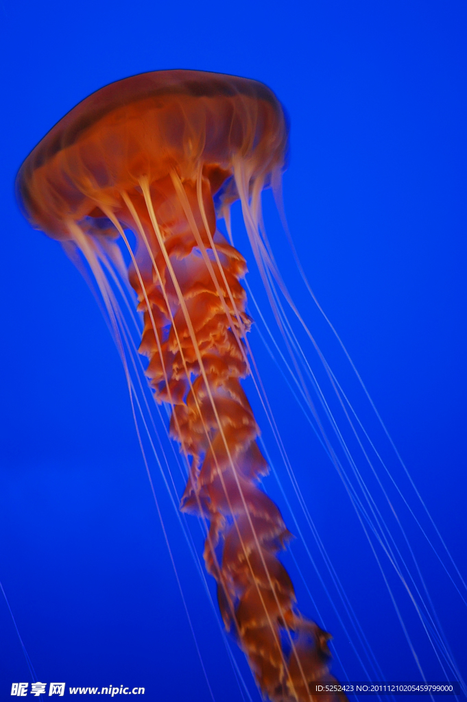 水母