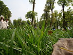 草地 枯叶