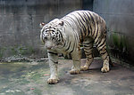 老虎 东北虎 猛虎
