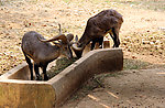 羊角 野山羊