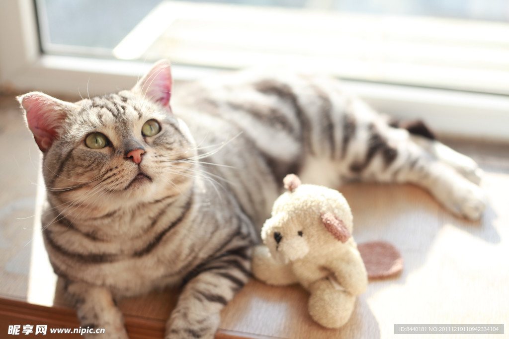 猫咪