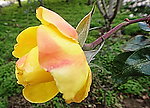 月季(非高清)