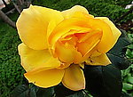 月季(非高清)