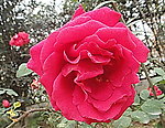 月季(非高清)