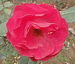 月季(非高清)