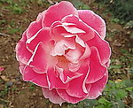 月季(非高清)