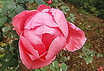月季(非高清)
