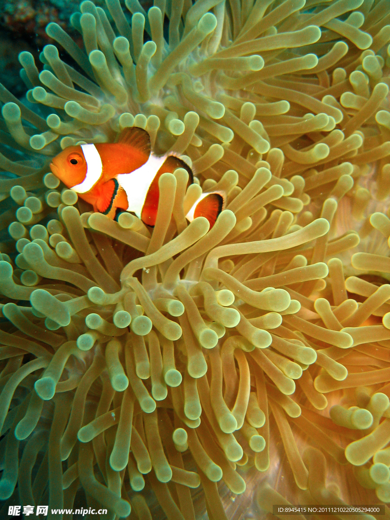 海底世界美丽可爱小丑鱼