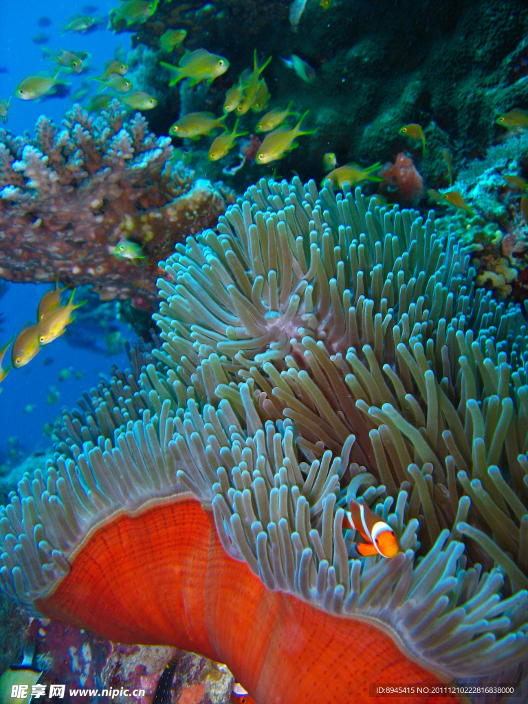 海底世界美丽可爱小丑鱼