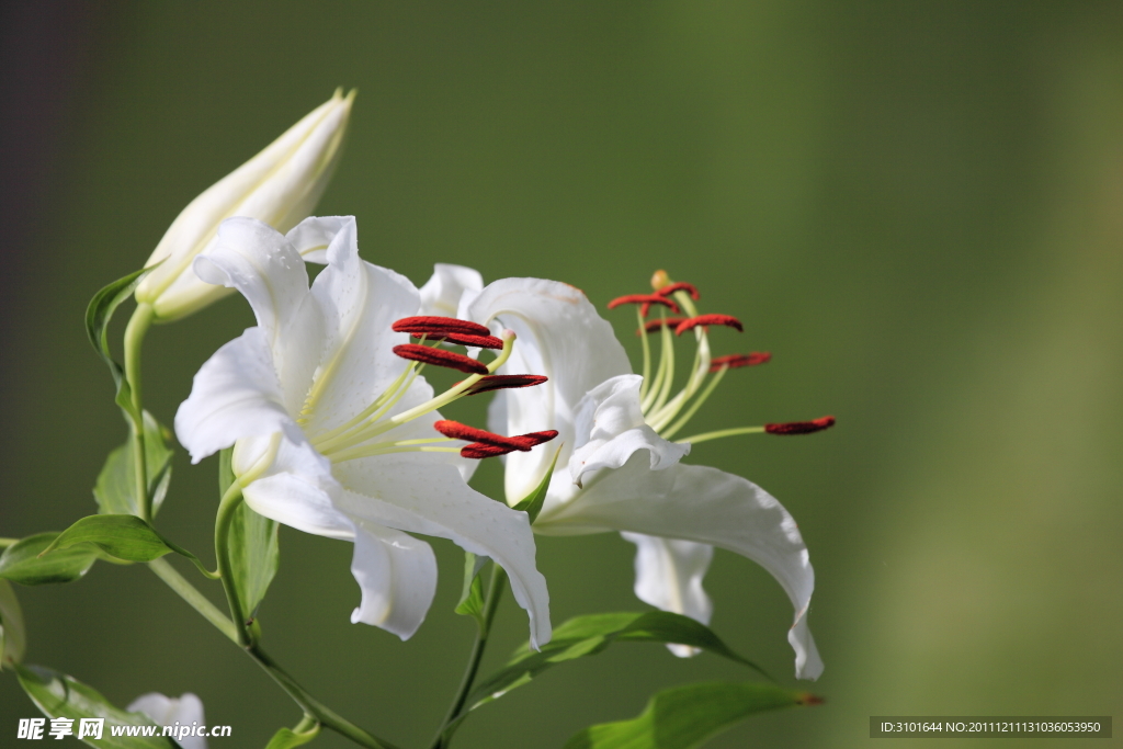百合花