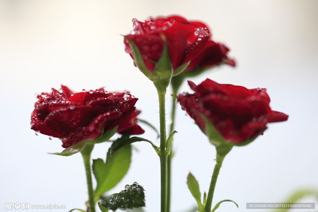 玫瑰花