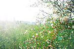 野花