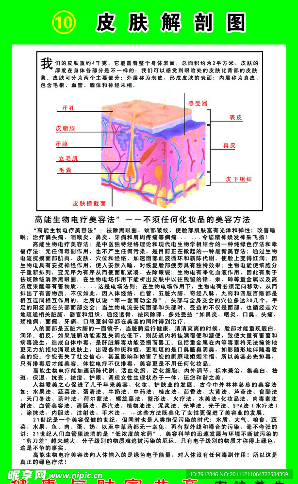 皮肤解剖图