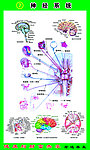 神经系统