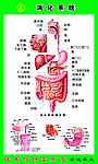 消化系统