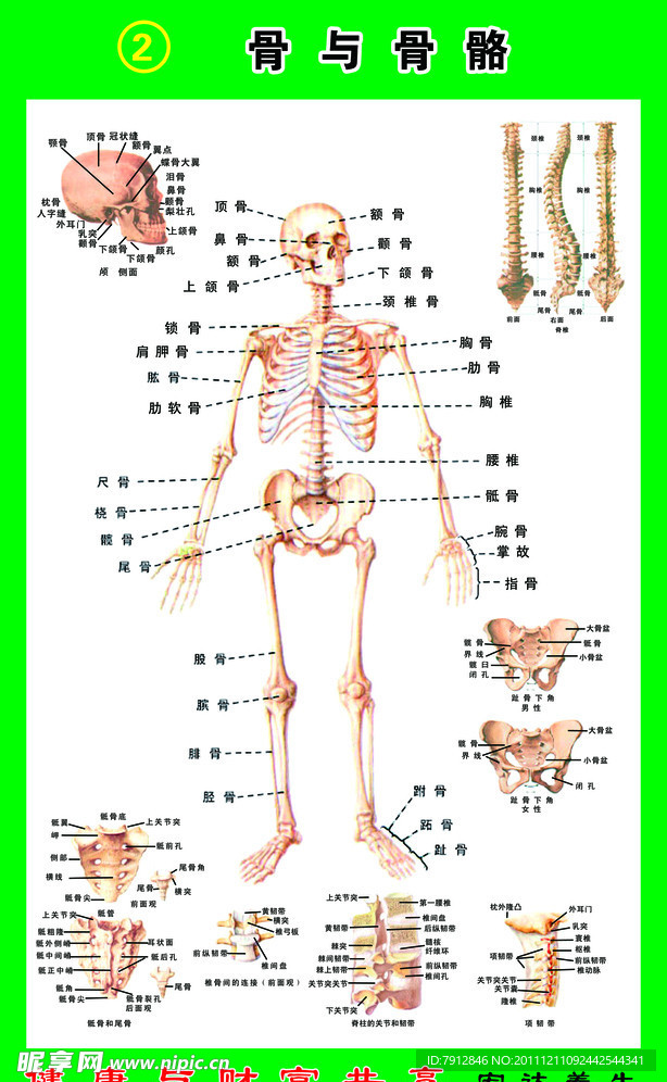 骨骼与骨头