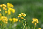 油菜花