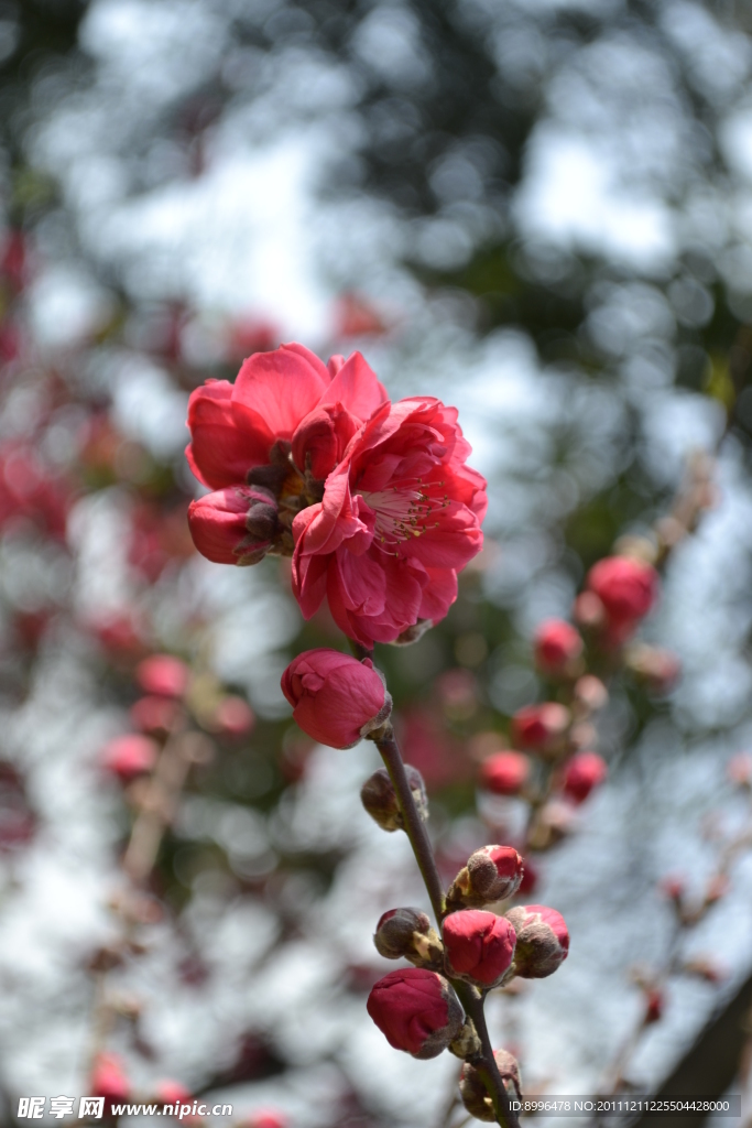 桃花