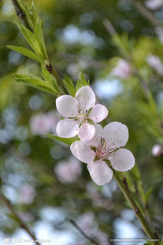 桃花