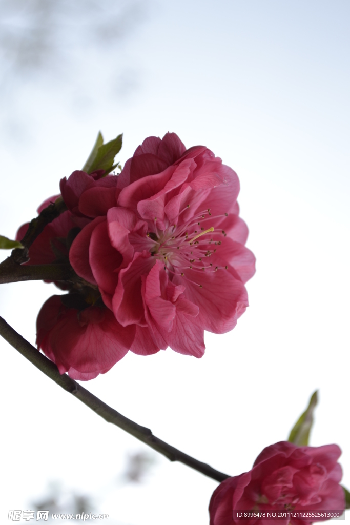 桃花