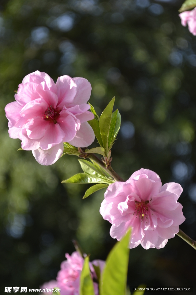 桃花