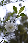 白色桃花