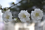白色桃花