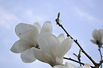 白玉兰