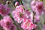 春天桃花