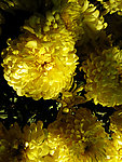 黄菊花