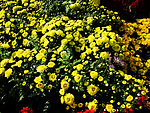 菊花丛中