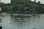 天鹅 天鹅湖