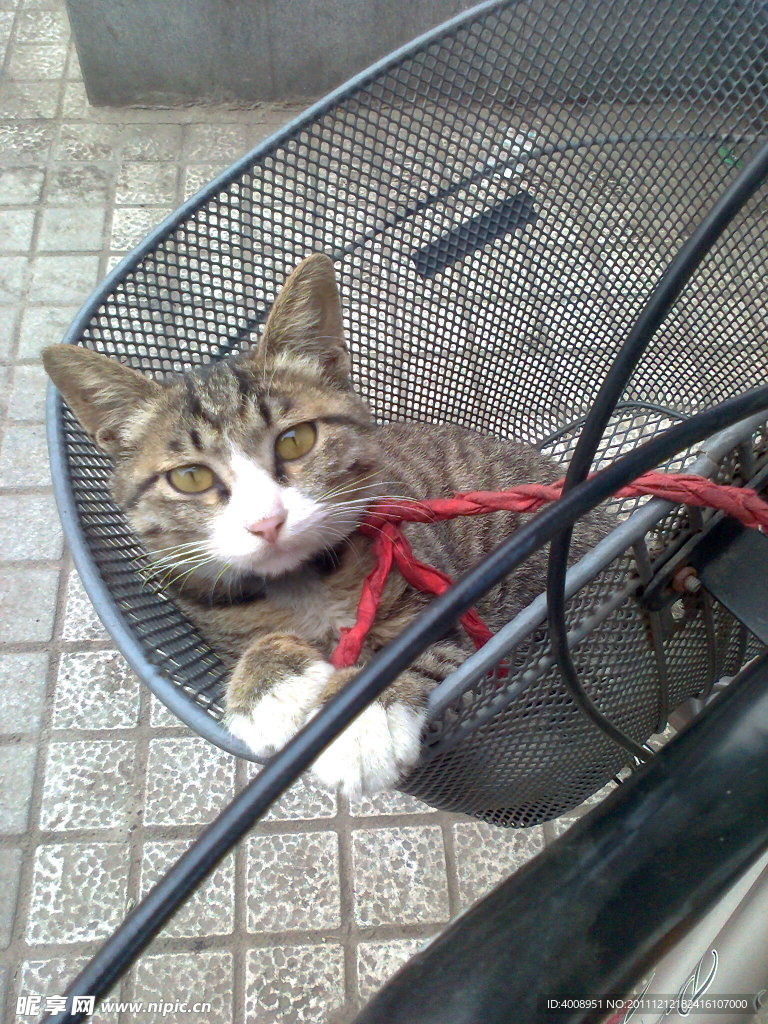 小猫