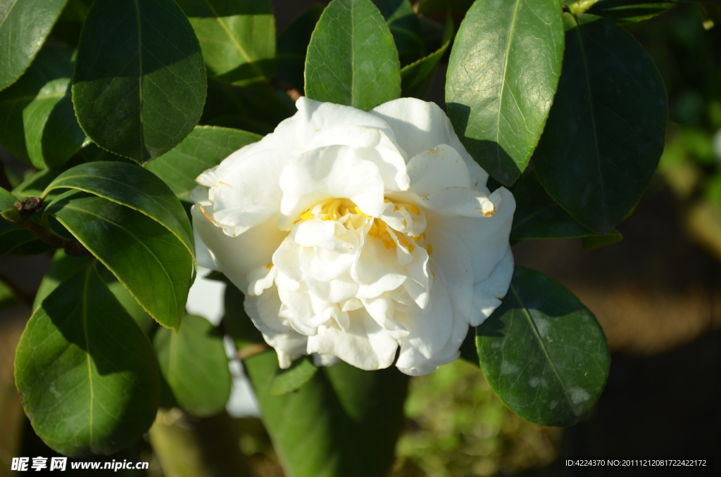 山茶花