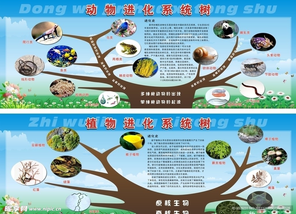 生物进化图