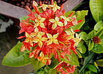 花球